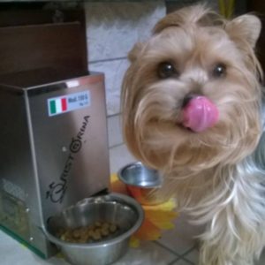 Cane che mangia con gusto da un distributore automatico di cibo