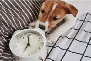 Cane sul letto che gioca con una sveglia