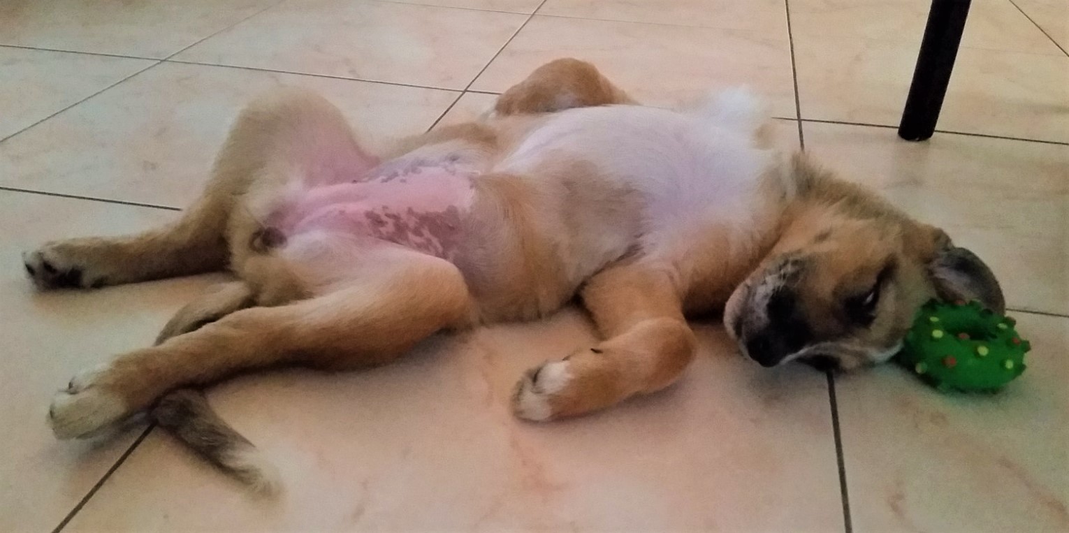 Cane sdraiato a pancia in su