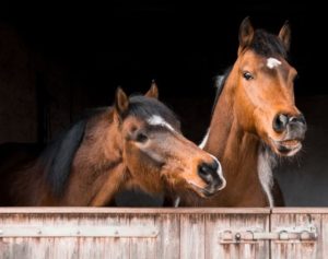 Due cavalli nella stalla