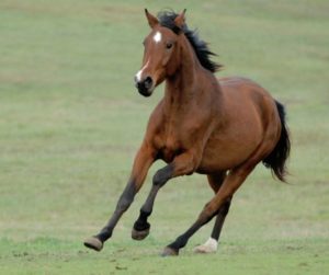 Cavallo dal manto scuro corre all'aria aperta