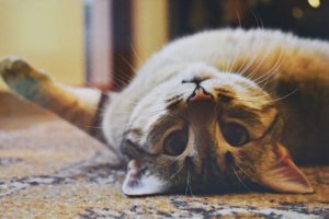 gatto a pancia in su
