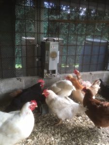 Distributore di cibo per galline