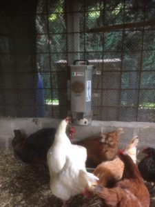 Distributore di cibo per galline